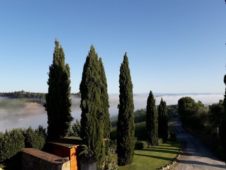 cipressi toscana poderi arcangelo